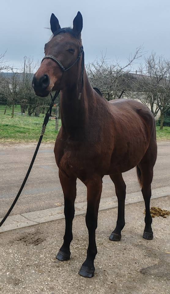 Jument, 4 ans, Bai; SF, toise 1. 65