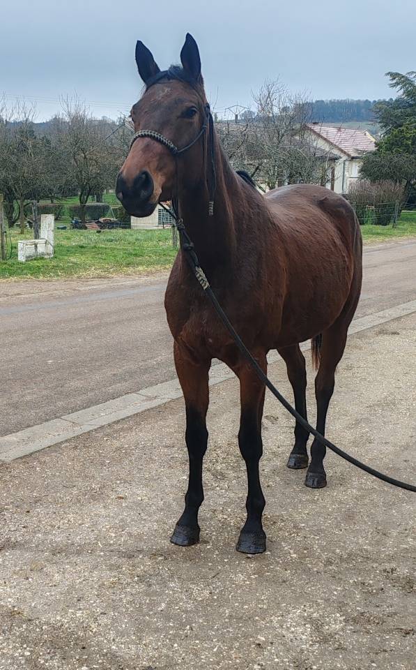 Jument, 4 ans, Bai; SF, toise 1. 65