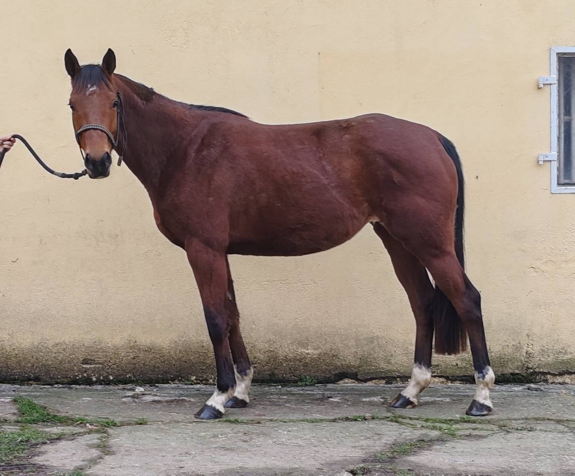 Jument, 4 ans, bai, 1.60 m