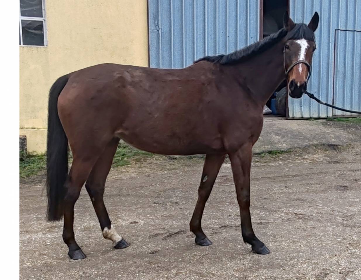 Jument, 5 ans, Bai; SF, toise 1. 65