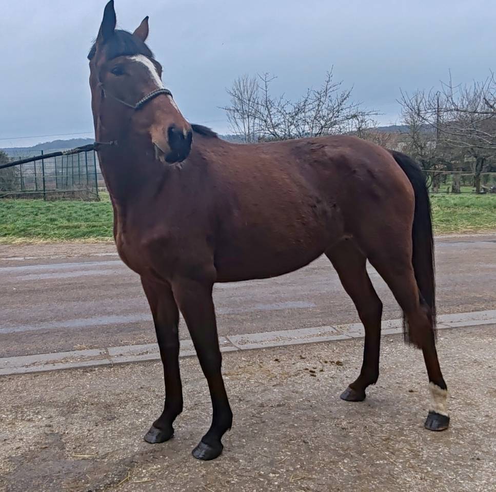 Jument, 5 ans, Bai; SF, toise 1. 65