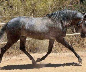 BRIITON : Grand, agr&eacute;able et facile