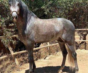 BRIITON : Grand, agr&eacute;able et facile