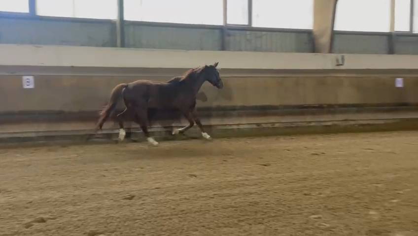 Vends Jument de 5 ans