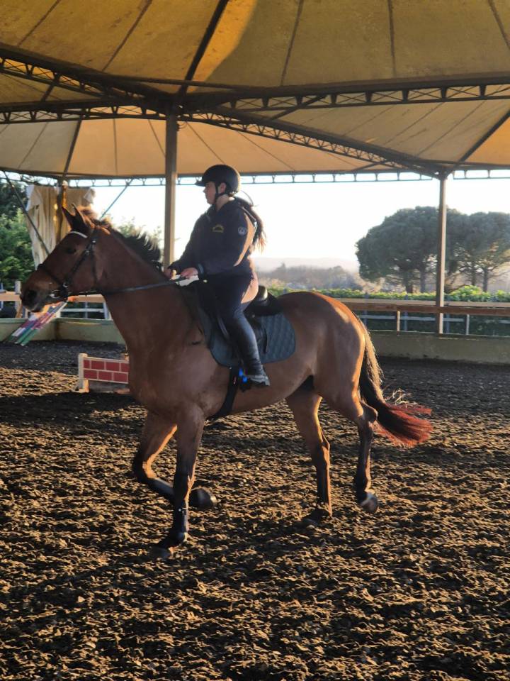 Jument BWP Cheval de Sang Belge A vendre 2014 Bai