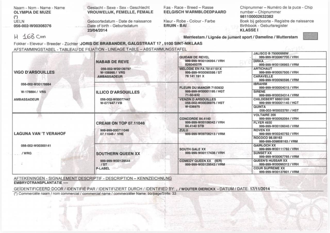 Jument BWP Cheval de Sang Belge A vendre 2014 Bai