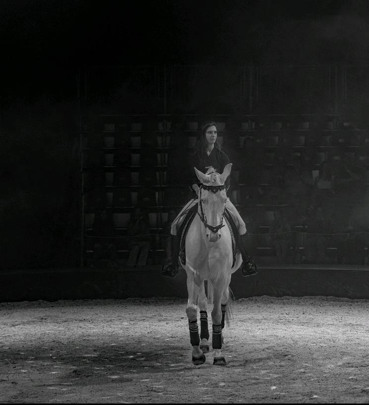 Cheval pie cr&egrave;me &agrave; vendre