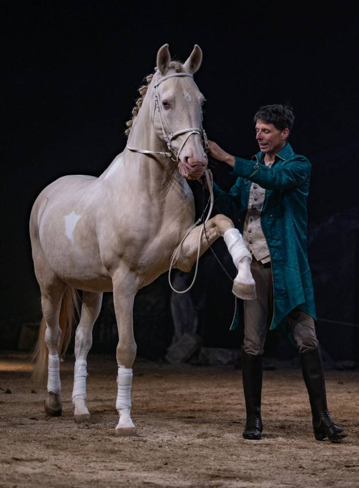 Cheval pie cr&egrave;me &agrave; vendre