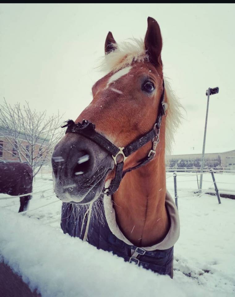 Cheval &agrave; placer pour retraite et ballade
