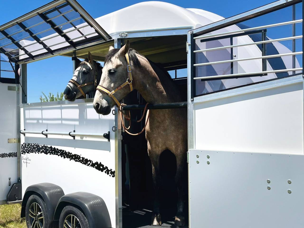 Van Bonilla Diagonal 2