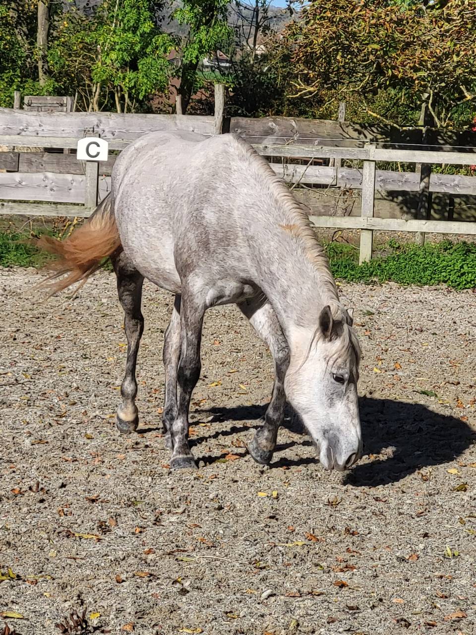 Marquis de l'&eacute;tang