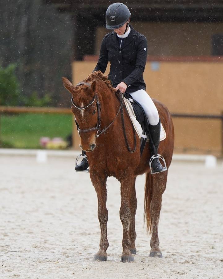 Recherche d'emploi milieu equestre
