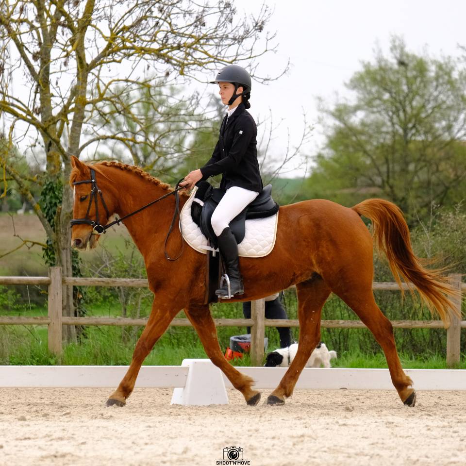 Recherche d'emploi milieu equestre