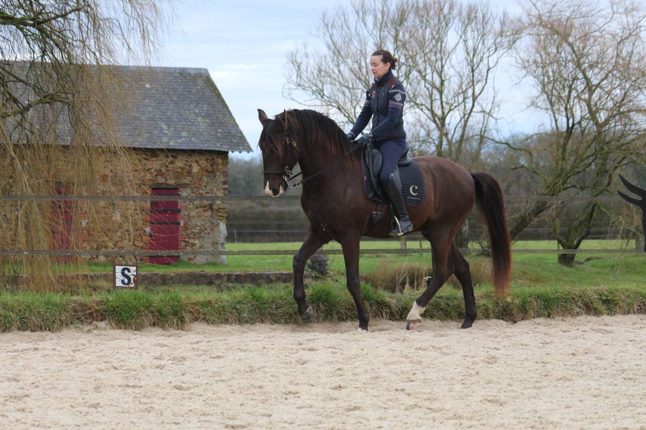 CHEVAL HONGRE LUSITANIEN