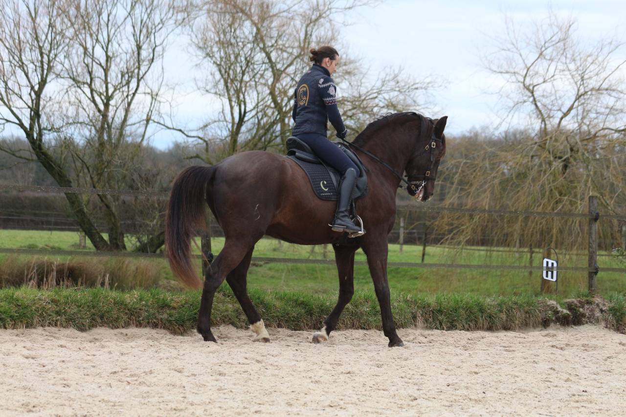 CHEVAL HONGRE LUSITANIEN