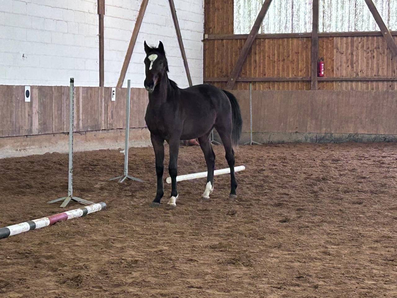 Male Z ideal cso et cce 