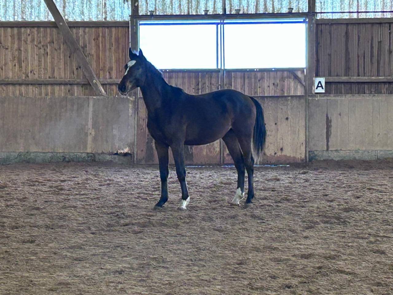 Male Z ideal cso et cce 