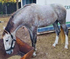 PARIS: G&eacute;n&eacute;tique de Grand Prix pour projet dressage 