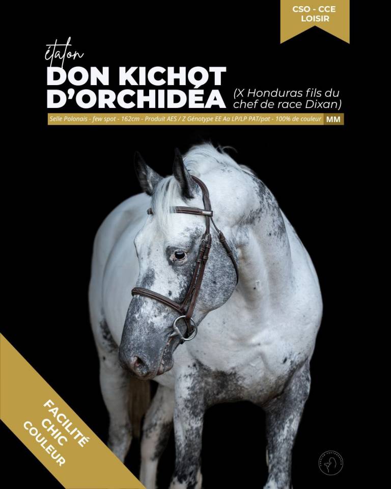 SAILLIES ETALON DE COULEUR 