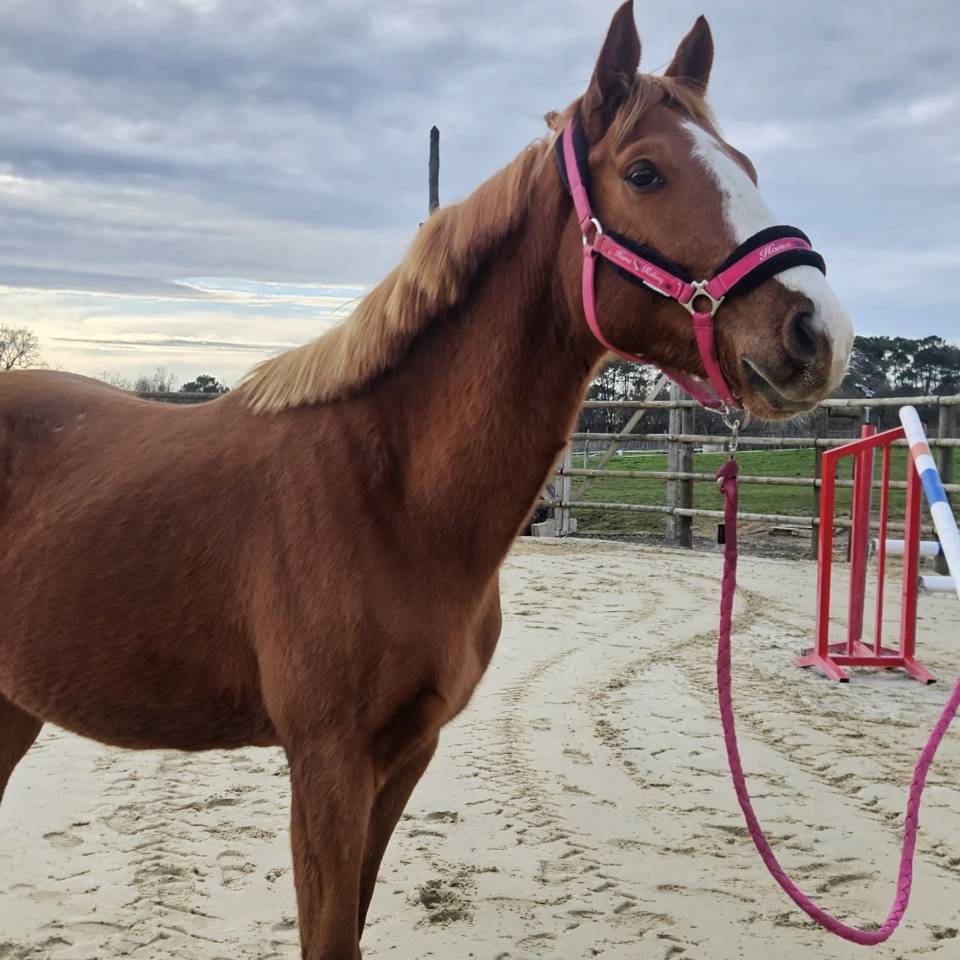 Male SF par Candy de nantuel 