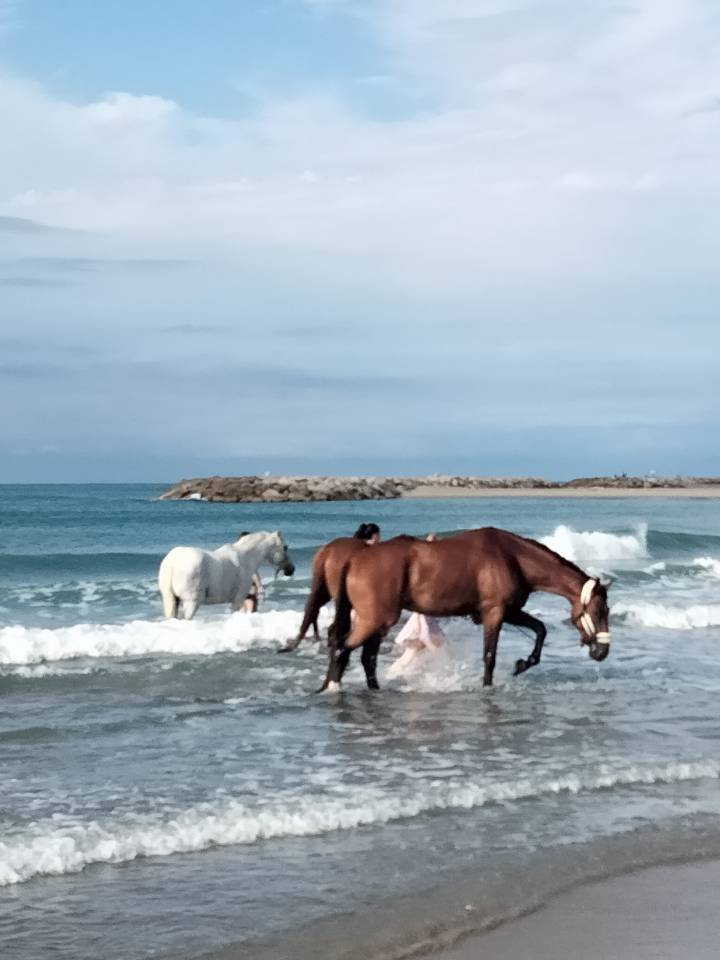 G&Icirc;TE EQUESTRE EN CAMARGUE