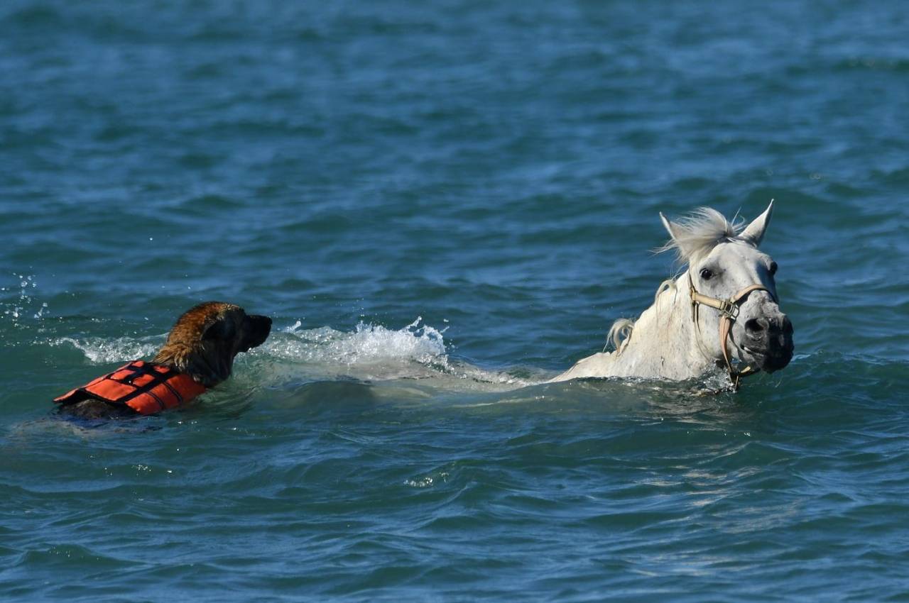 G&Icirc;TE EQUESTRE EN CAMARGUE
