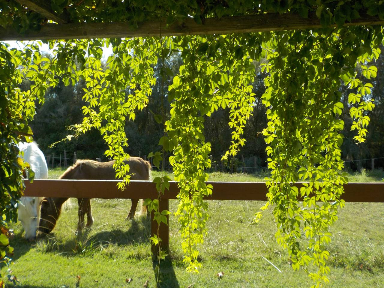 G&Icirc;TE EQUESTRE EN CAMARGUE