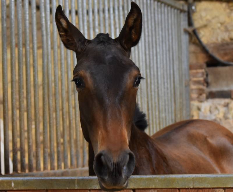 Ohara du Puits Carr&eacute; pouliche PRE