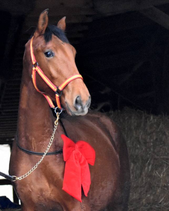 Octavio du Puits Carr&eacute;, poulain PRE 18 mois bai pearl 