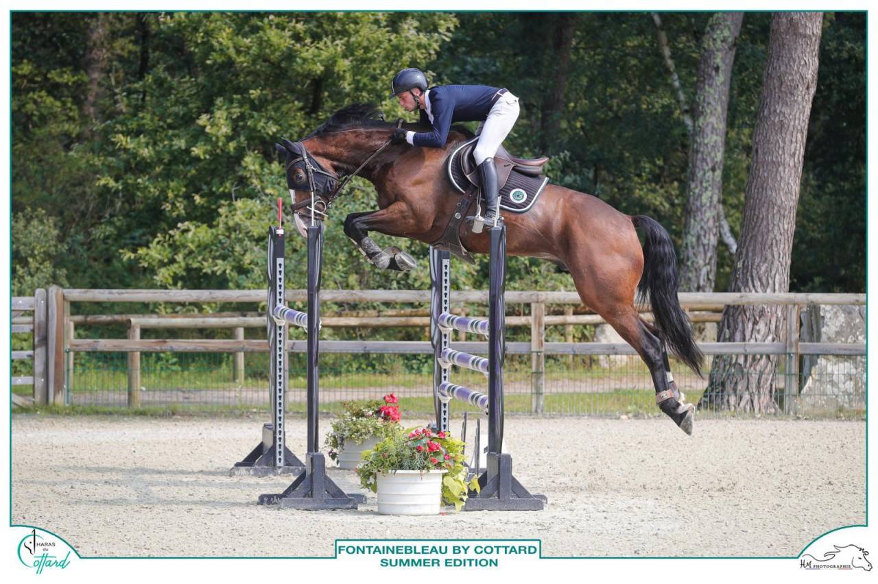 Hongre SF &eacute;preuves 135/140 