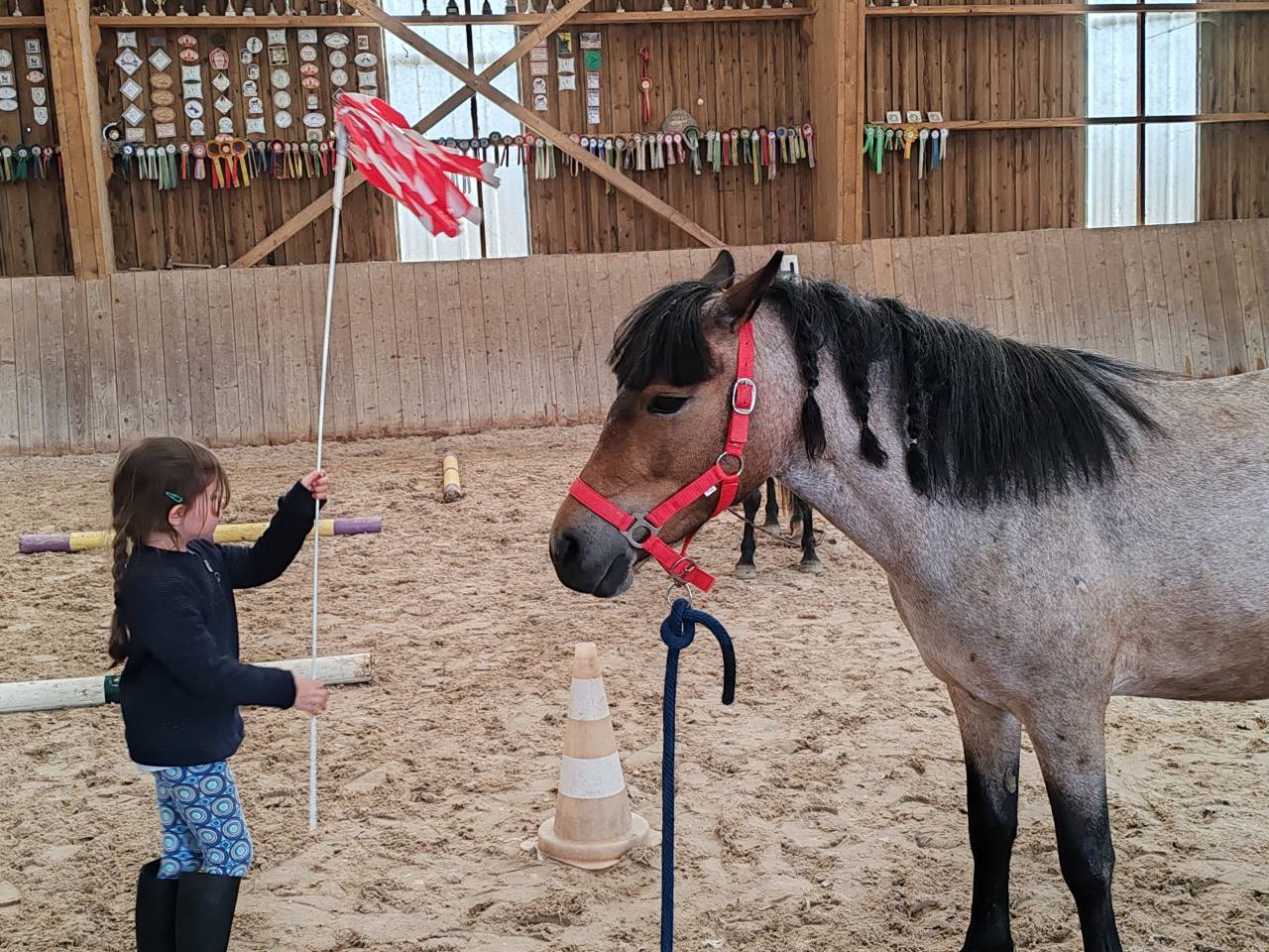 ponette welsh part bred&nbsp; - 1.25