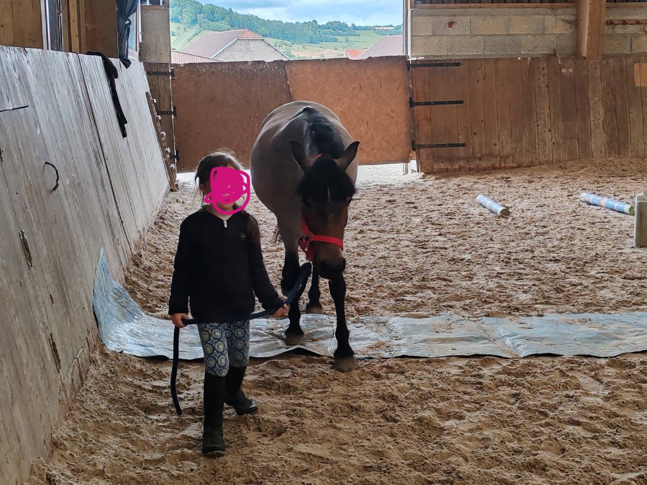 ponette welsh part bred&nbsp; - 1.25