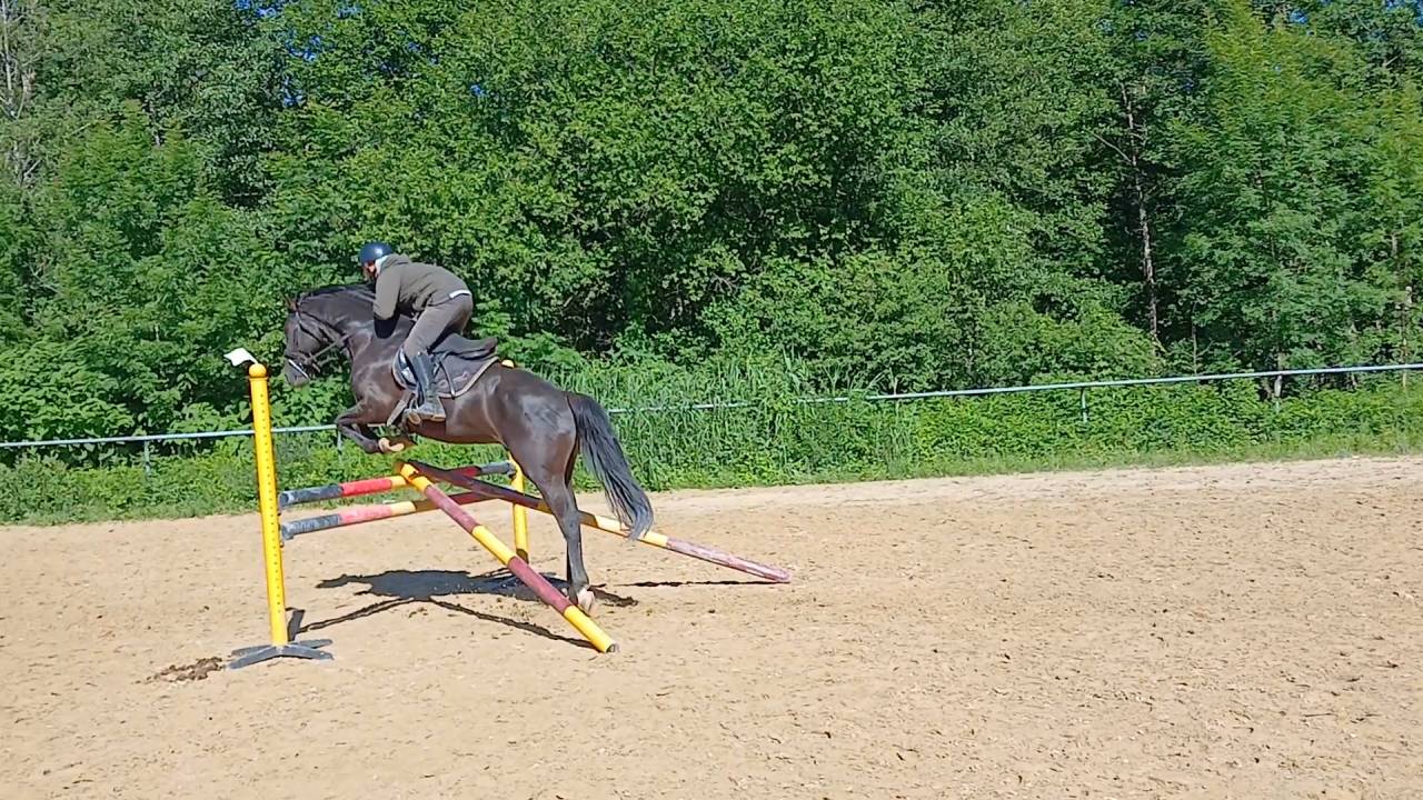 M&acirc;le 4 ans GLASGOW W VH MERELSNEST X IOWA