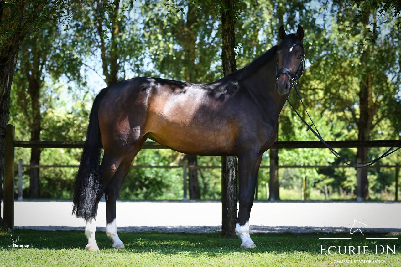 Magnifique jument de 6ans Fidertanz x Quaterback 