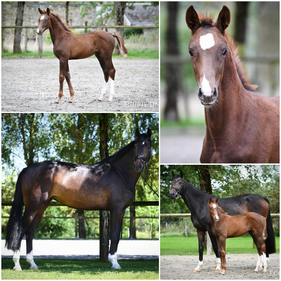 Magnifique jument de 6ans Fidertanz x Quaterback 