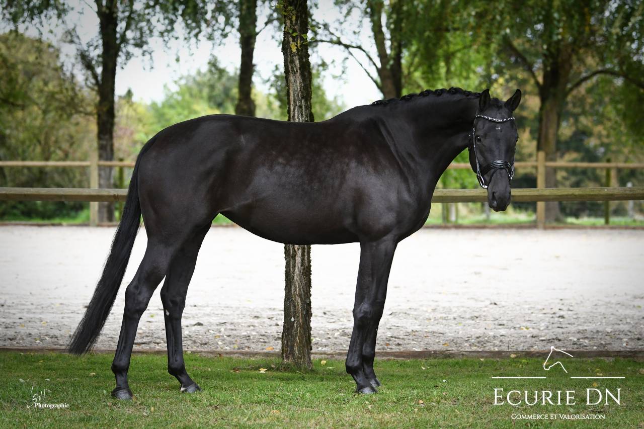 Magnifique jument de 7ans Blue Hors Zackerey x Dreamboy