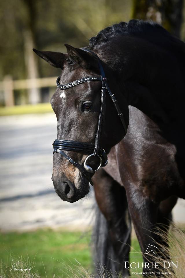 Top jument de 5ans Bernay x F&uuml;rst Romancier 