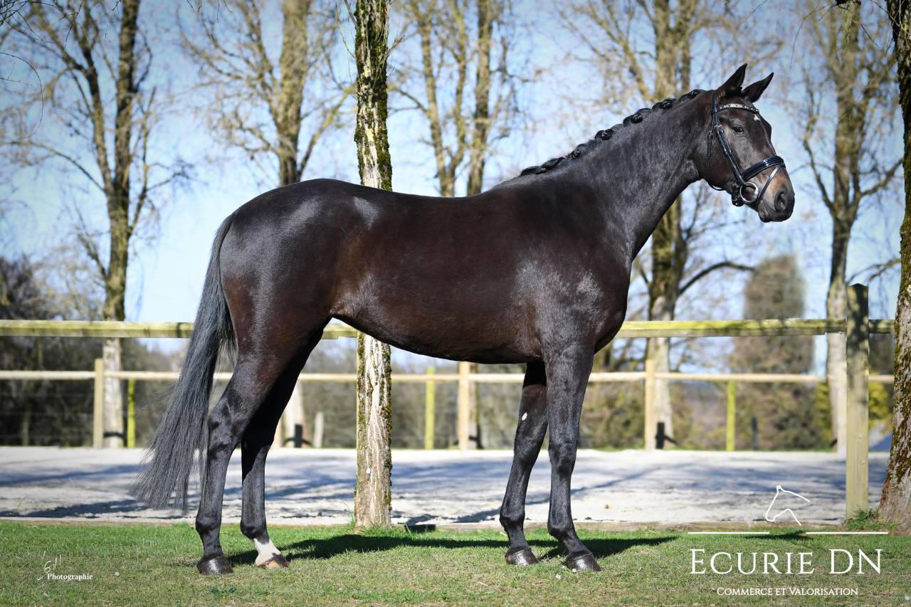 Top jument de 5ans Bernay x F&uuml;rst Romancier 