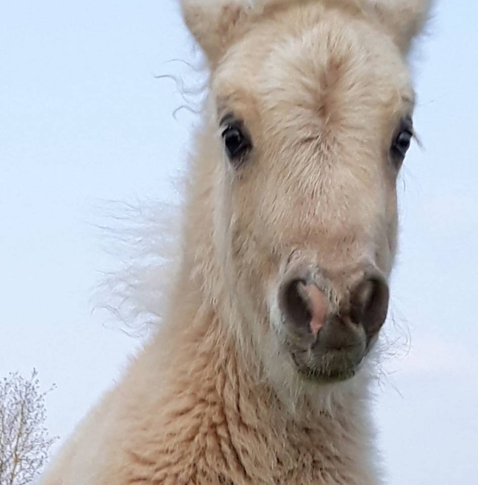 Etalon Shetland livre A