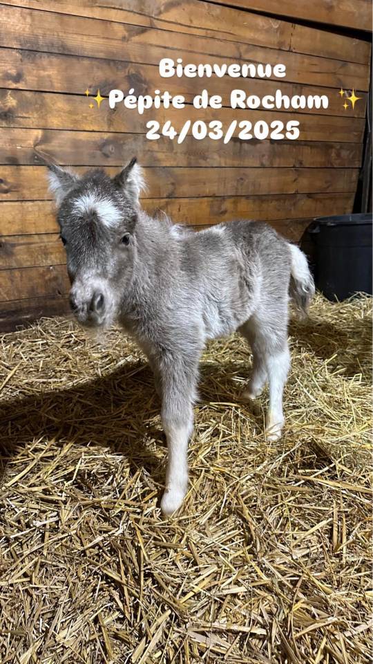 Etalon Shetland livre A