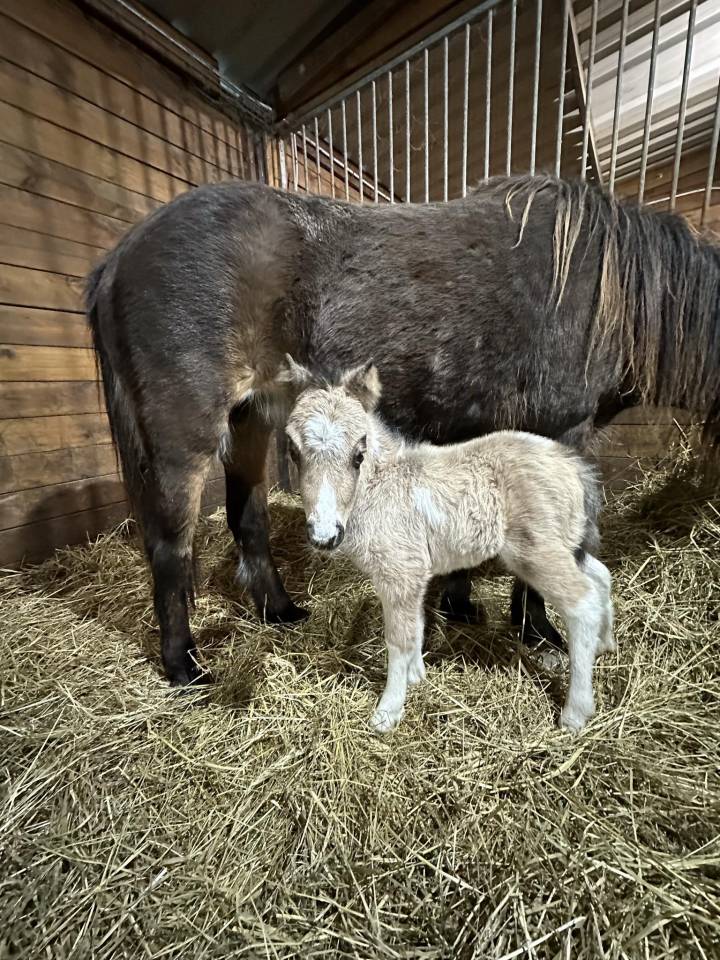 Etalon Shetland livre A