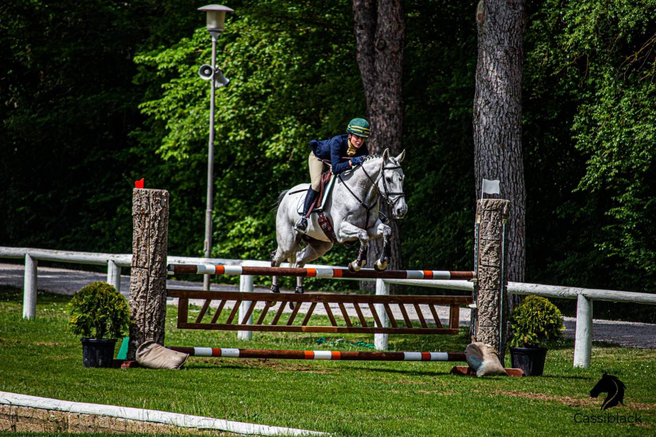 Hongre Cheval de Sport Irlandais A vendre 2010 Gris