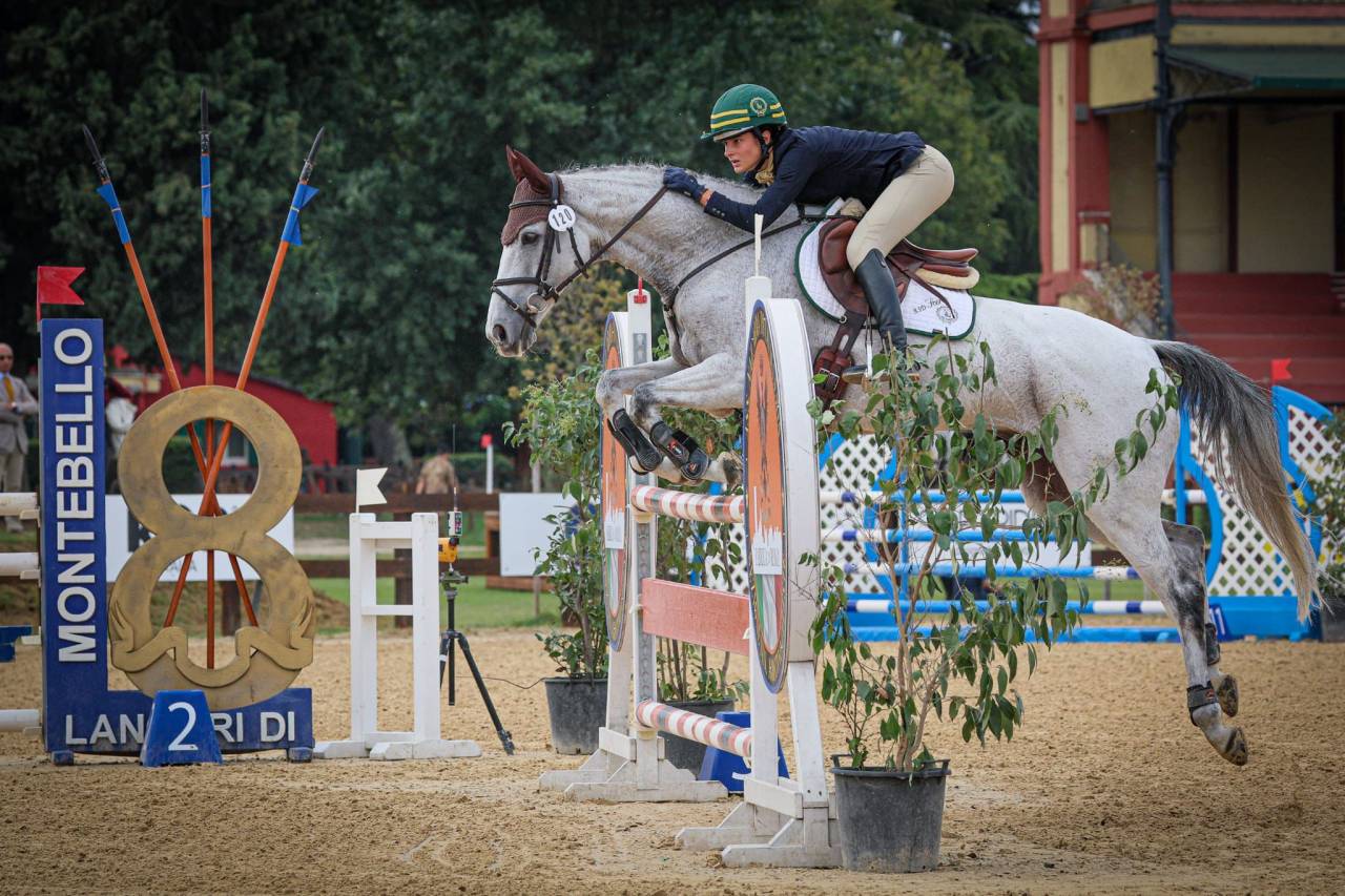 Hongre Cheval de Sport Irlandais A vendre 2010 Gris