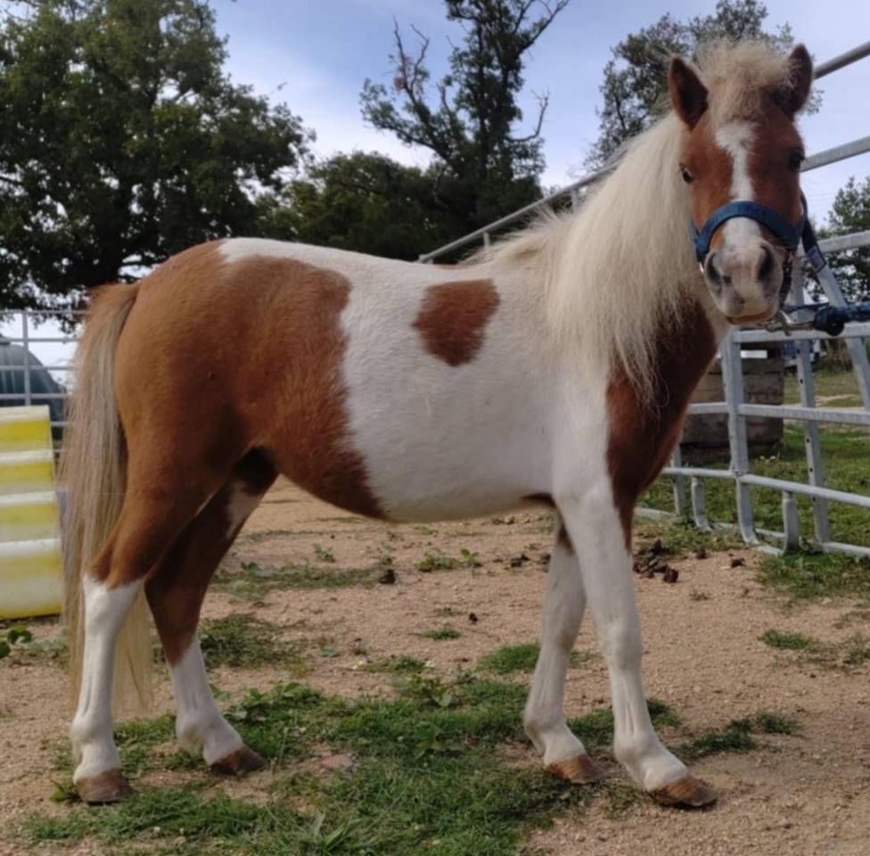 Mini Mouse d'Arquetan