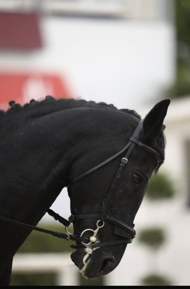 Etalon Poney de Selle Anglais A vendre 2008 Bai brun