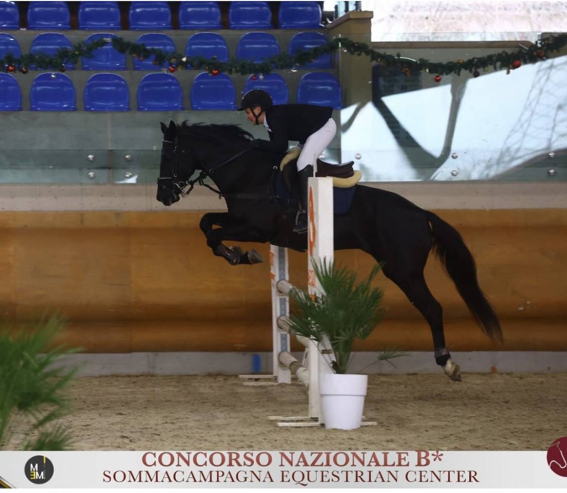 Etalon Poney de Selle Anglais A vendre 2008 Bai brun