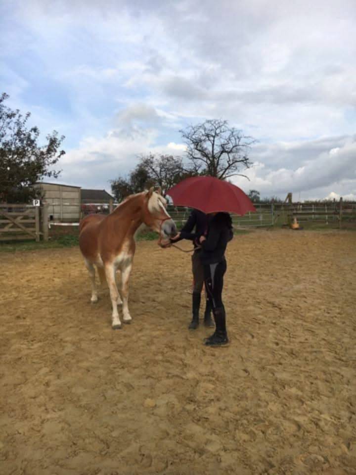 A VENDRE JUMENT PP HAFLINGER indemne PSSM1