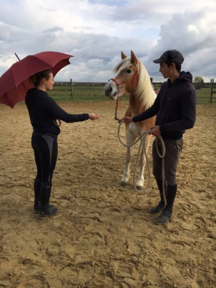 A VENDRE JUMENT PP HAFLINGER indemne PSSM1