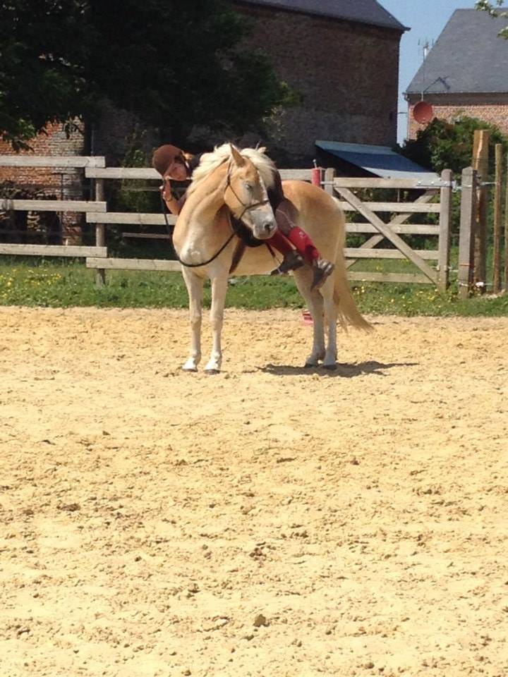 A VENDRE JUMENT PP HAFLINGER indemne PSSM1