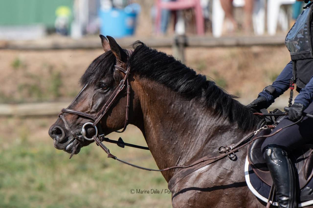 Mod&egrave;le, bon temp&eacute;rament, &eacute;nergie, facilit&eacute;